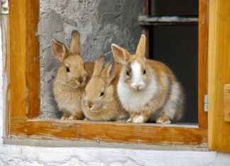 How to Pair Earrings with Your Hairstyle: Expert Tips How to Pair Earrings with Your Hairstyle: Expert Tips