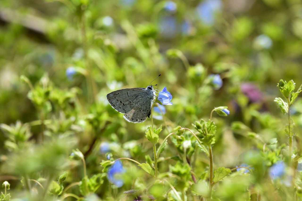 Steps to Apply for a USDA Loan