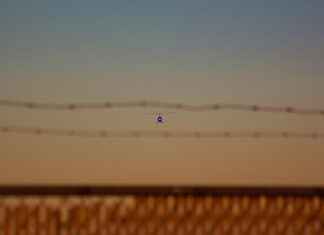 How to Shop for the Best Vegetable Chopper for Your Family How to Shop for the Best Vegetable Chopper for Your Family