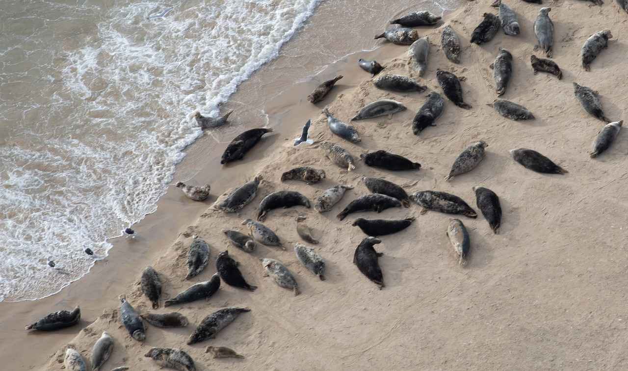 How to Accessorize Your Bob Haircut for Different Occasions?