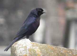 How to Use a Battery-Powered Portable Coffee Maker for On-the-Go Brews How to Use a Battery-Powered Portable Coffee Maker for On-the-Go Brews