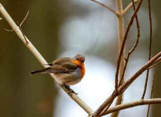 How to Use Guest Blogging to Boost Customer Trust in E-commerce How to Use Guest Blogging to Boost Customer Trust in E-commerce