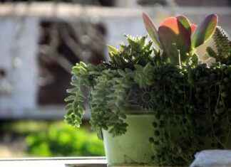 How to Use Houseplants as a Natural Room Divider (Green Living Tips) How to Use Houseplants as a Natural Room Divider (Green Living Tips)