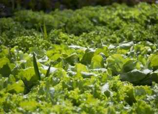 How to Use the Best Vegetable Choppers for Your Daily Cooking Needs How to Use the Best Vegetable Choppers for Your Daily Cooking Needs