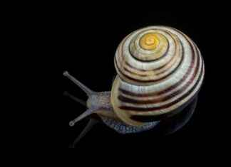 How to Watch Free Movies Online on 123 Movies How to Watch Free Movies Online on 123 Movies