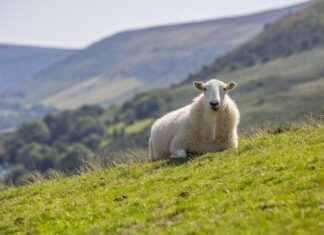 How to Watch Live Sports on Roku: Best Streaming Apps How to Watch Live Sports on Roku: Best Streaming Apps