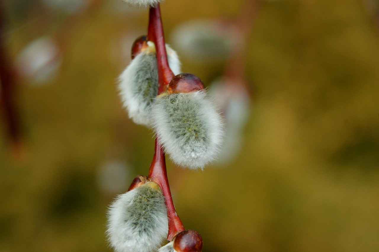 Conclusion: Choosing the Best Way to Watch March Madness