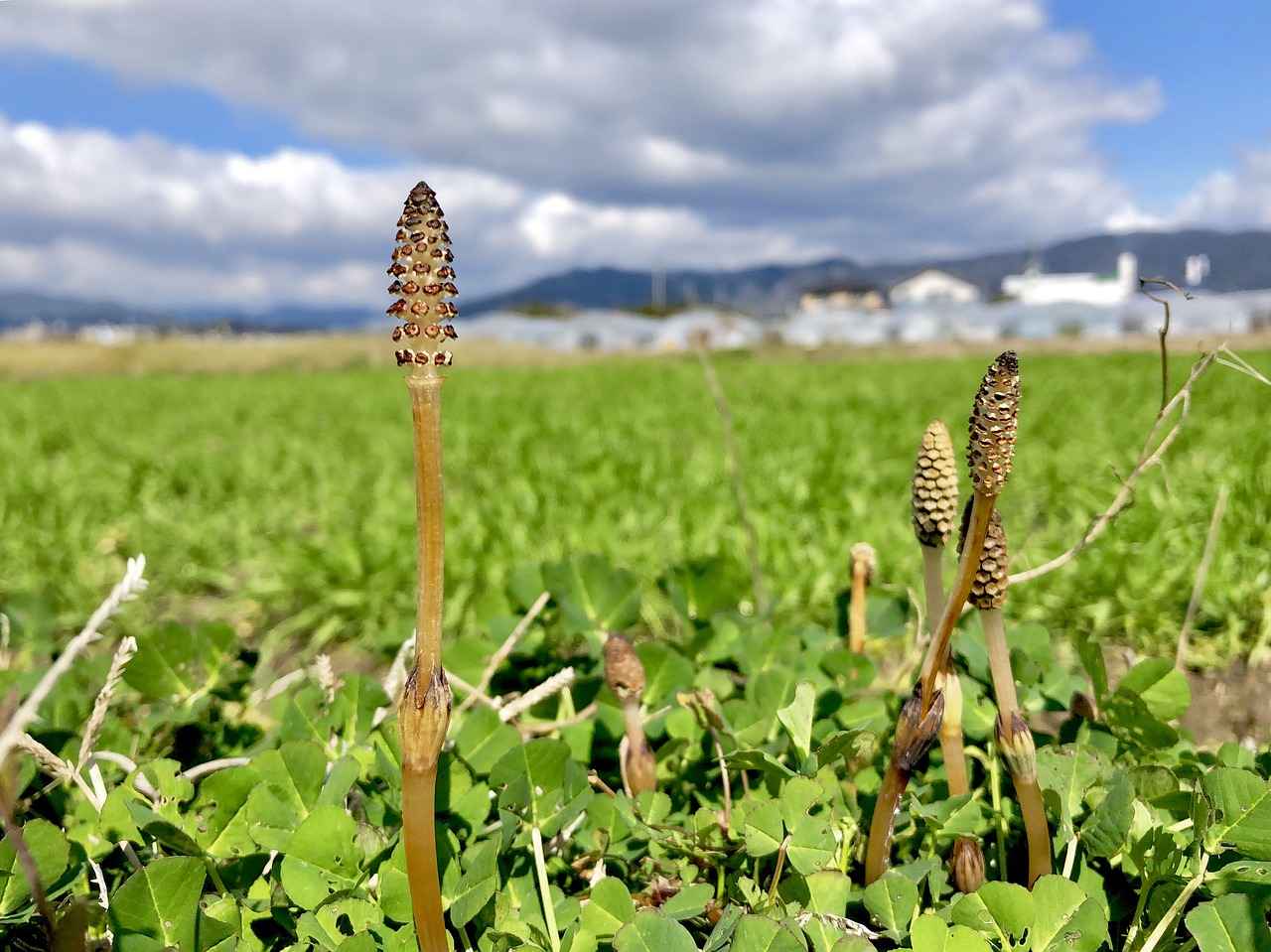 Paid Streaming Services for March Madness