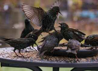 How to Watch UFC Pay-Per-View (PPV) Fights Free & Legally How to Watch UFC Pay-Per-View (PPV) Fights Free & Legally