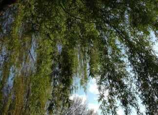 How Willow Bark Supports Healthy Inflammation Responses How Willow Bark Supports Healthy Inflammation Responses