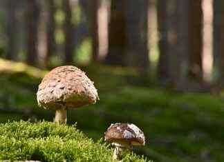 Imitation Pearl Necklace: How to Spot a Good Quality Fake Imitation Pearl Necklace: How to Spot a Good Quality Fake