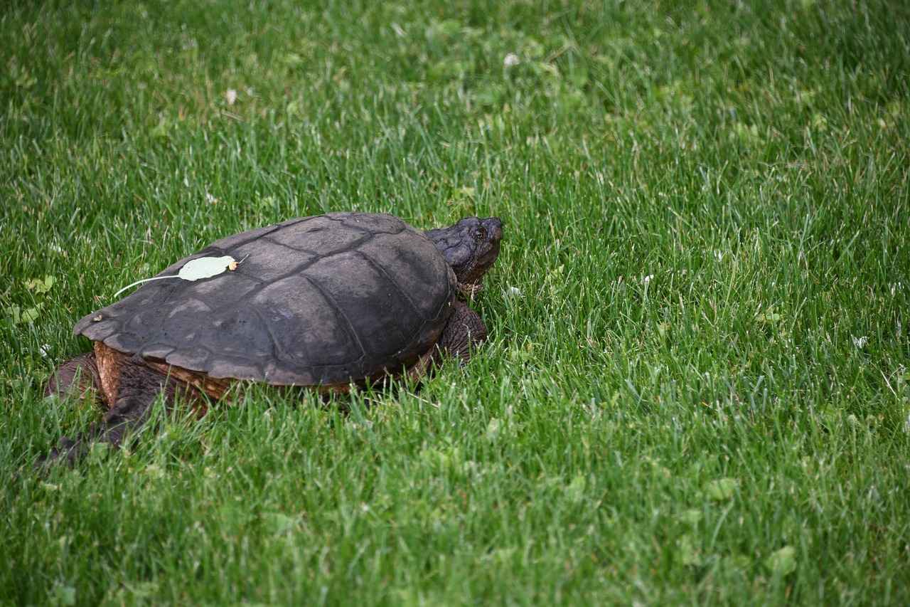 Key Players to Watch for the Pacers