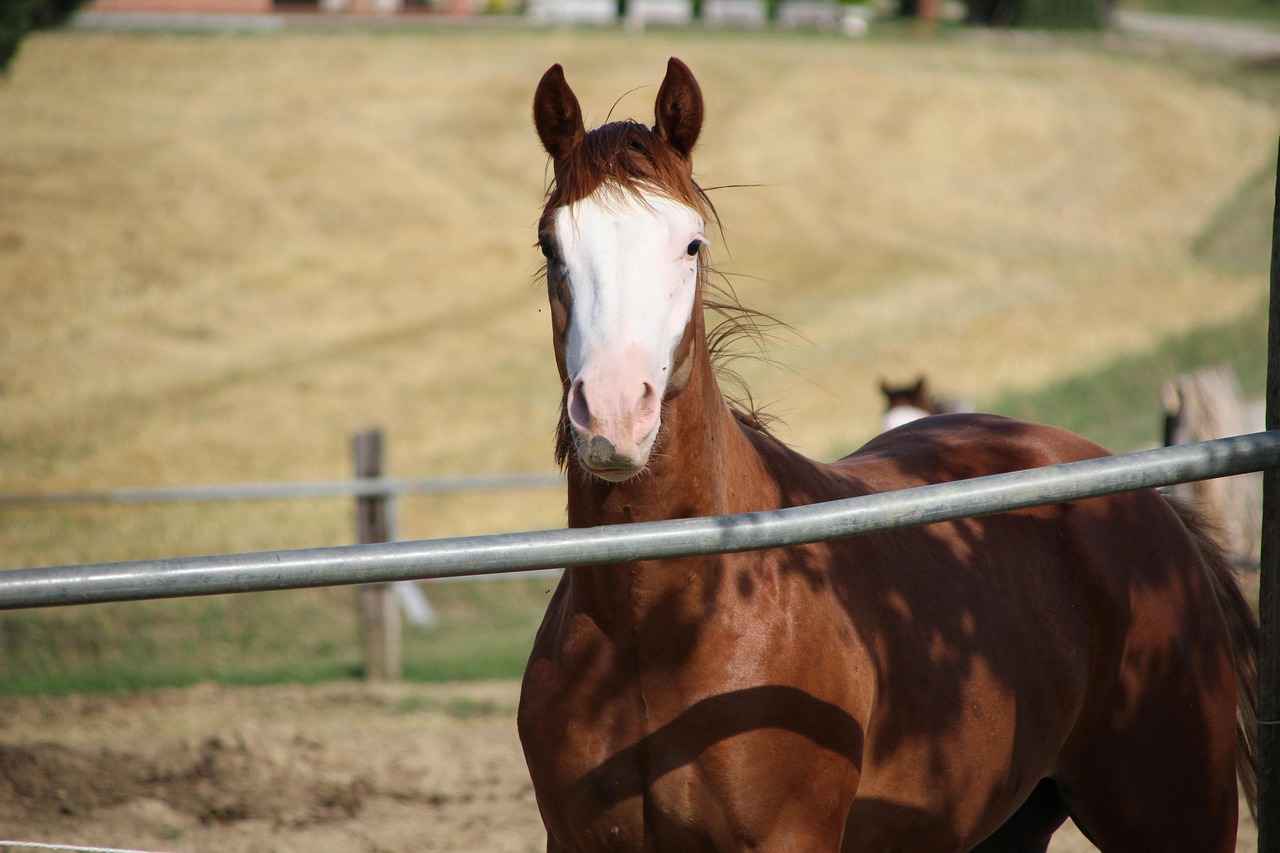 Indianapolis Colts vs. Jacksonville Jaguars: Player Stats Breakdown 10 Key Player Matchups to Watch