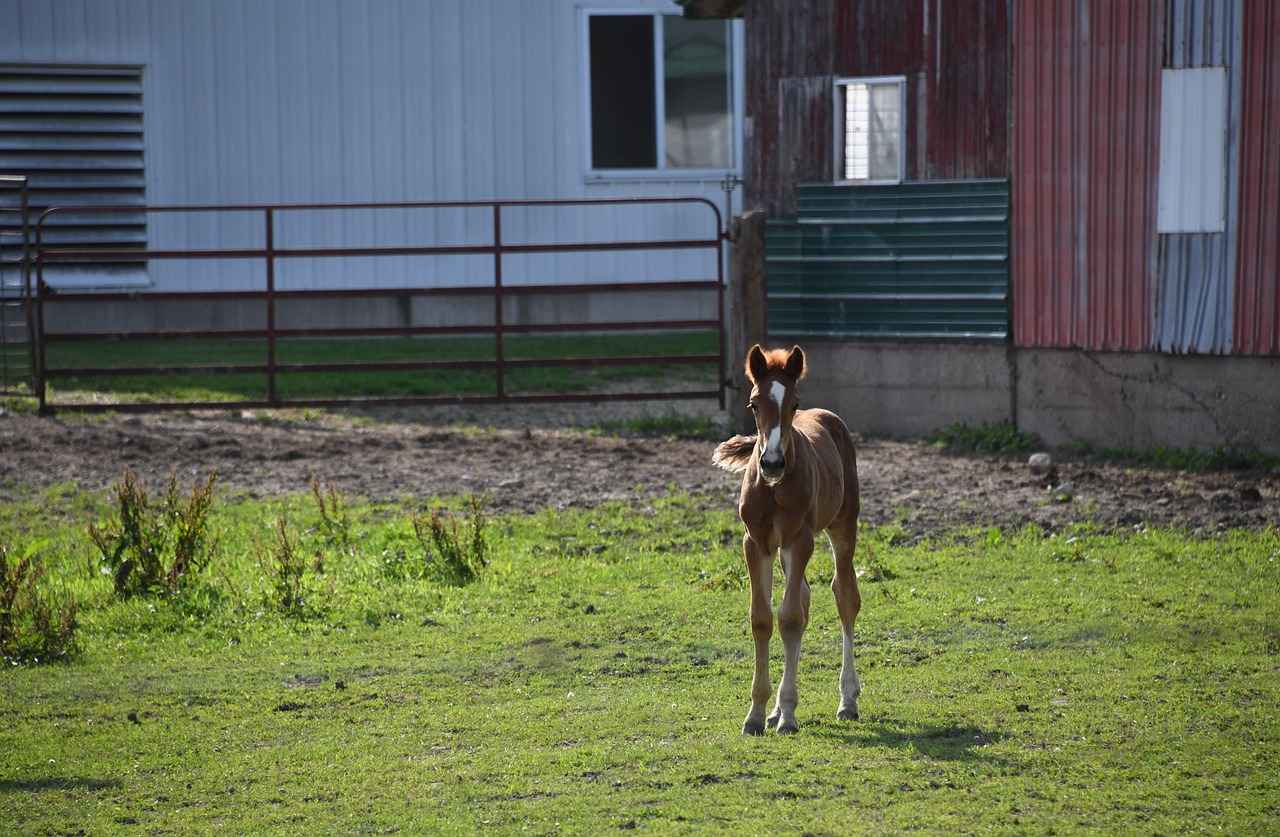 Indianapolis Colts vs. Tennessee Titans: Game Recap and Player Insights 2 First Half Analysis: Colts vs. Titans
