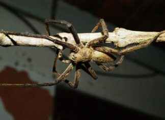 Is the Kar-N-Home 6-Cup Portable Coffee Maker Travel Kit Worth It? Is the Kar-N-Home 6-Cup Portable Coffee Maker Travel Kit Worth It?