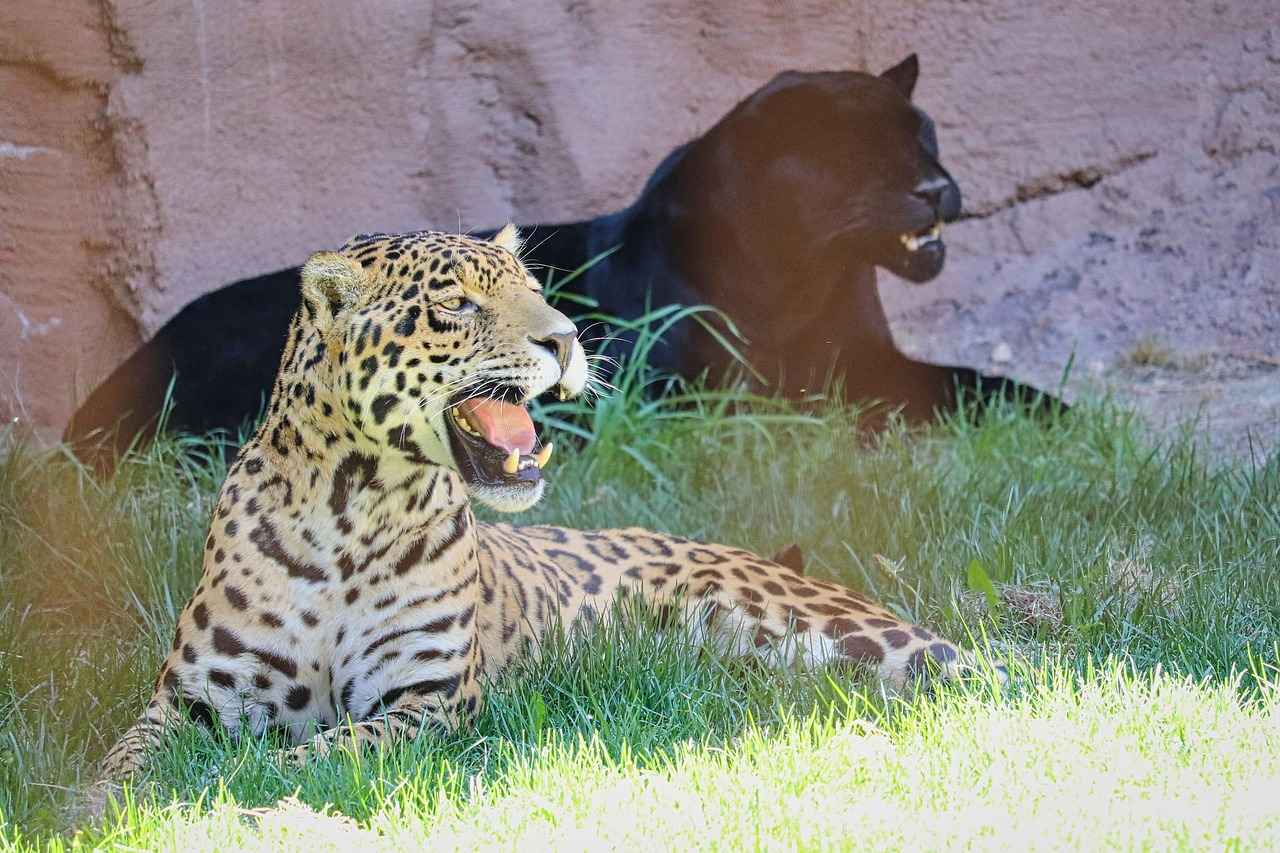 Jacksonville Jaguars vs Chicago Bears Match Player Stats 1 Overview of the Matchup