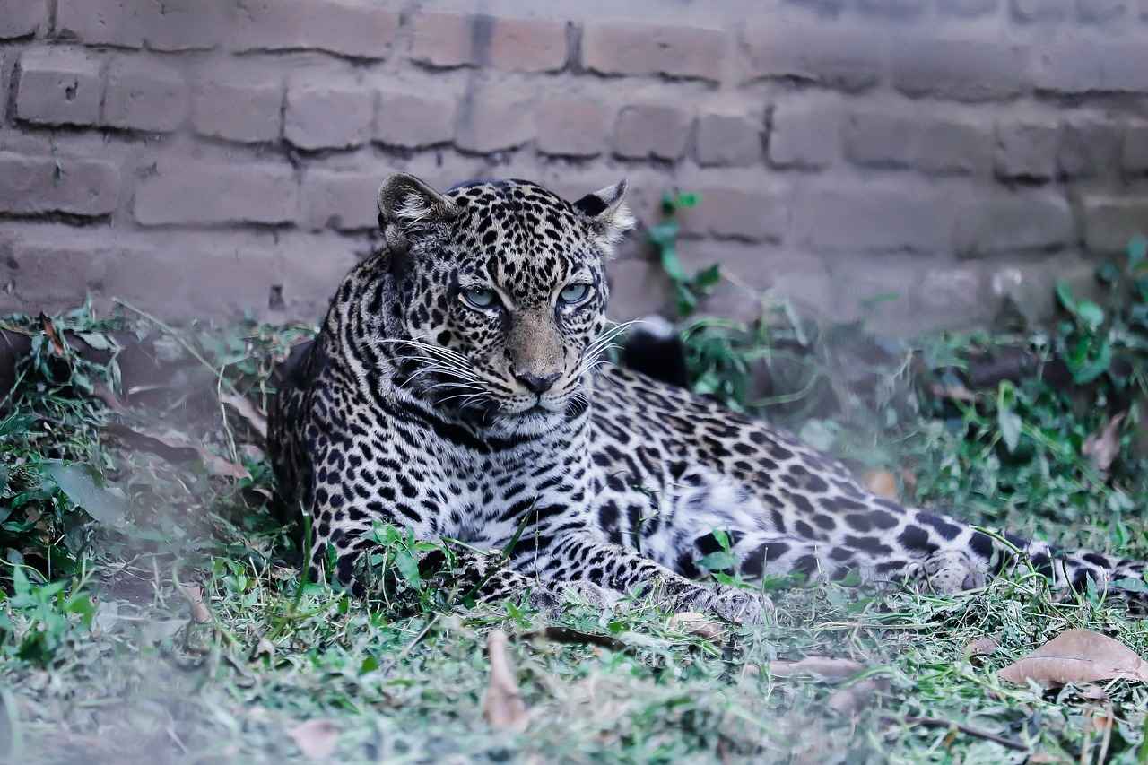 Wide Receiver Highlights