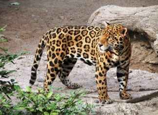 Jacksonville Jaguars vs. Tennessee Titans: Top Performers and Stats Jacksonville Jaguars vs. Tennessee Titans: Top Performers and Stats