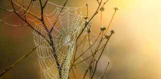 Jumping Spiders for Sale: Why These Pets Are Trending Now Jumping Spiders for Sale: Why These Pets Are Trending Now