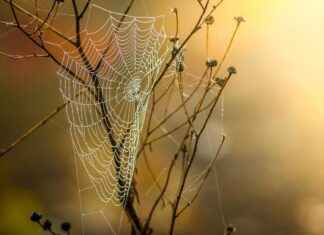 Jumping Spiders for Sale: Why These Pets Are Trending Now Jumping Spiders for Sale: Why These Pets Are Trending Now