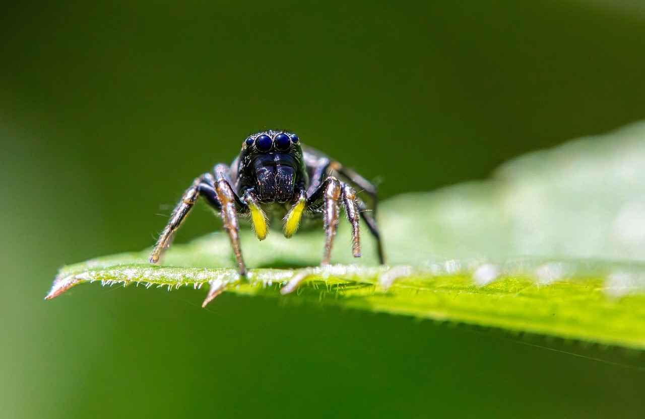 Understanding Jumping Spiders