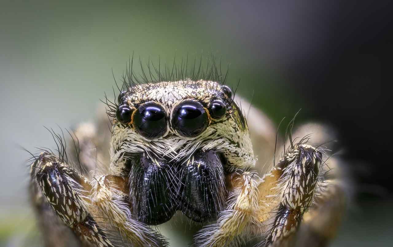 Health and Wellness of Jumping Spiders