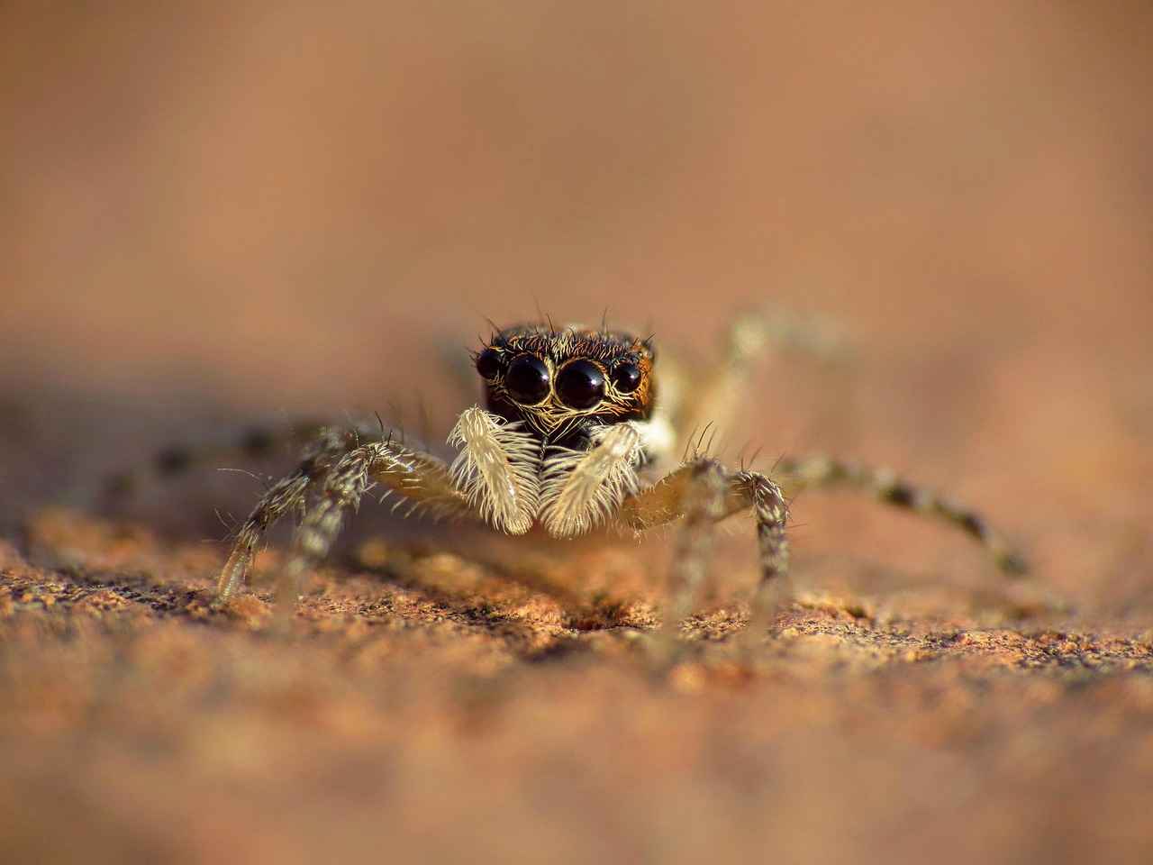 Why Choose a Jumping Spider as a Pet?