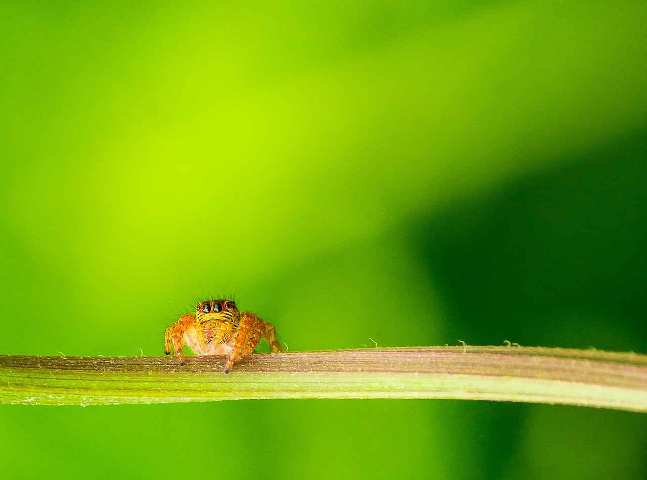 Feeding Your Jumping Spider