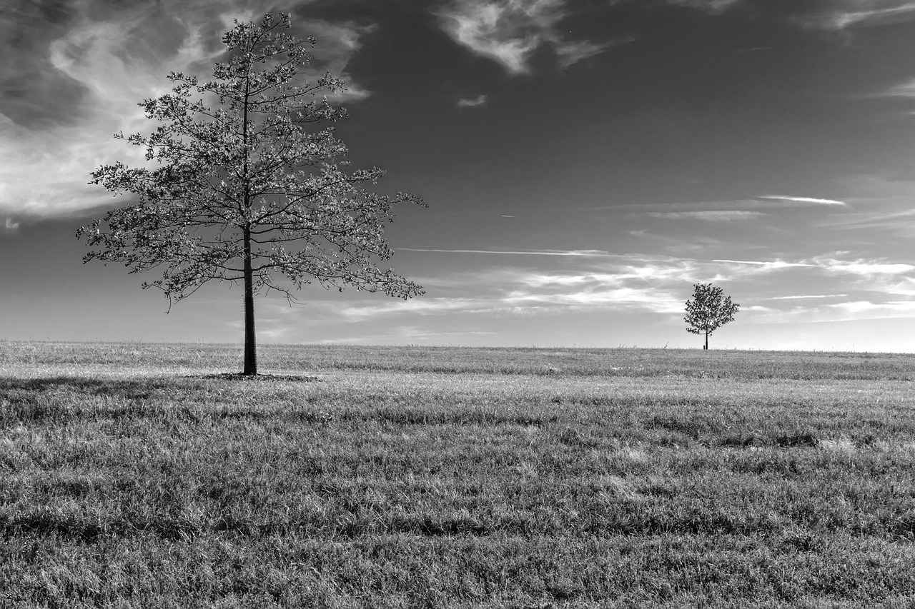 Fan Reactions and Post-Game Analysis