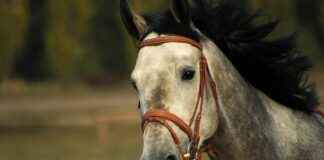 Karate Classes Near Me: How to Choose the Right Dojo Fast Karate Classes Near Me: How to Choose the Right Dojo Fast