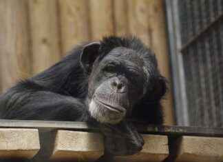 Kingdom of the Planet of the Apes 123 Movies Guide Kingdom of the Planet of the Apes 123 Movies Guide