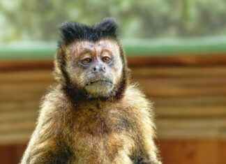 Kingdom of the Planet of the Apes on 123 Movies Kingdom of the Planet of the Apes on 123 Movies