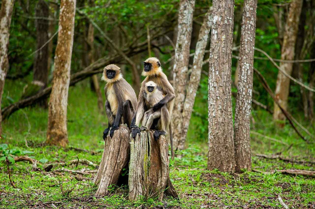 Visual Effects and Cinematography