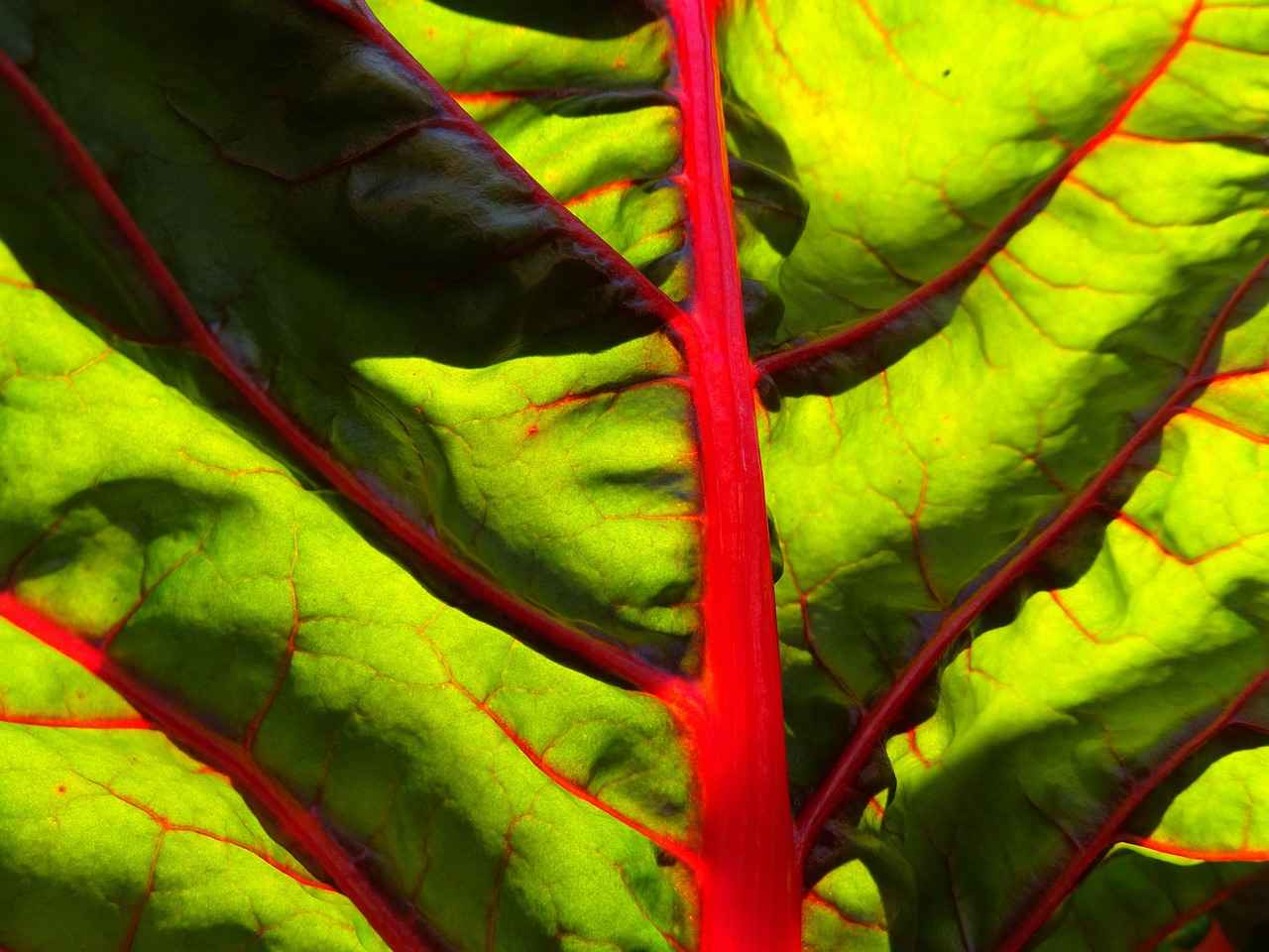 L-Lysine: The Essential Amino Acid for Immunity 6 Conclusion: The Importance of L-Lysine for Immunity