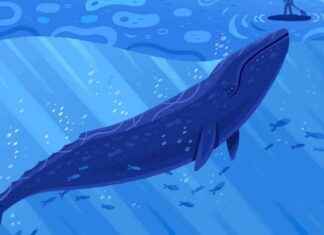 Learning to Love: My Encounter with a Majestic Gray Whale learning-to-love-my-encounter-with-a-majestic-gray-whale