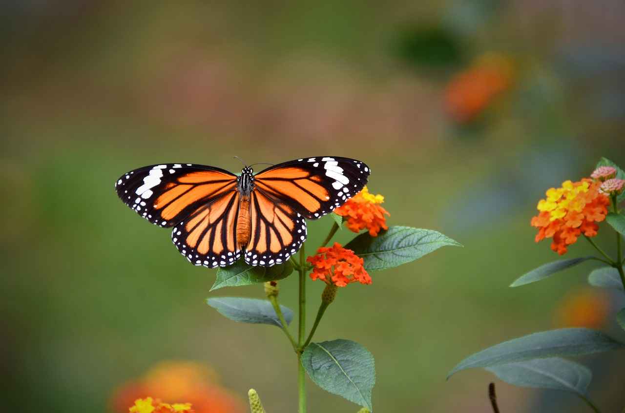 Fan Expectations and Future Outlook