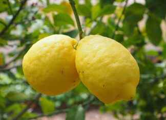 Lemon Water Fasting: Does It Break a Fast? Lemon Water Fasting: Does It Break a Fast?