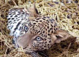 Living with Leopards: Mysuru’s Coexistence Challenge living-with-leopards-mysurus-coexistence-challenge