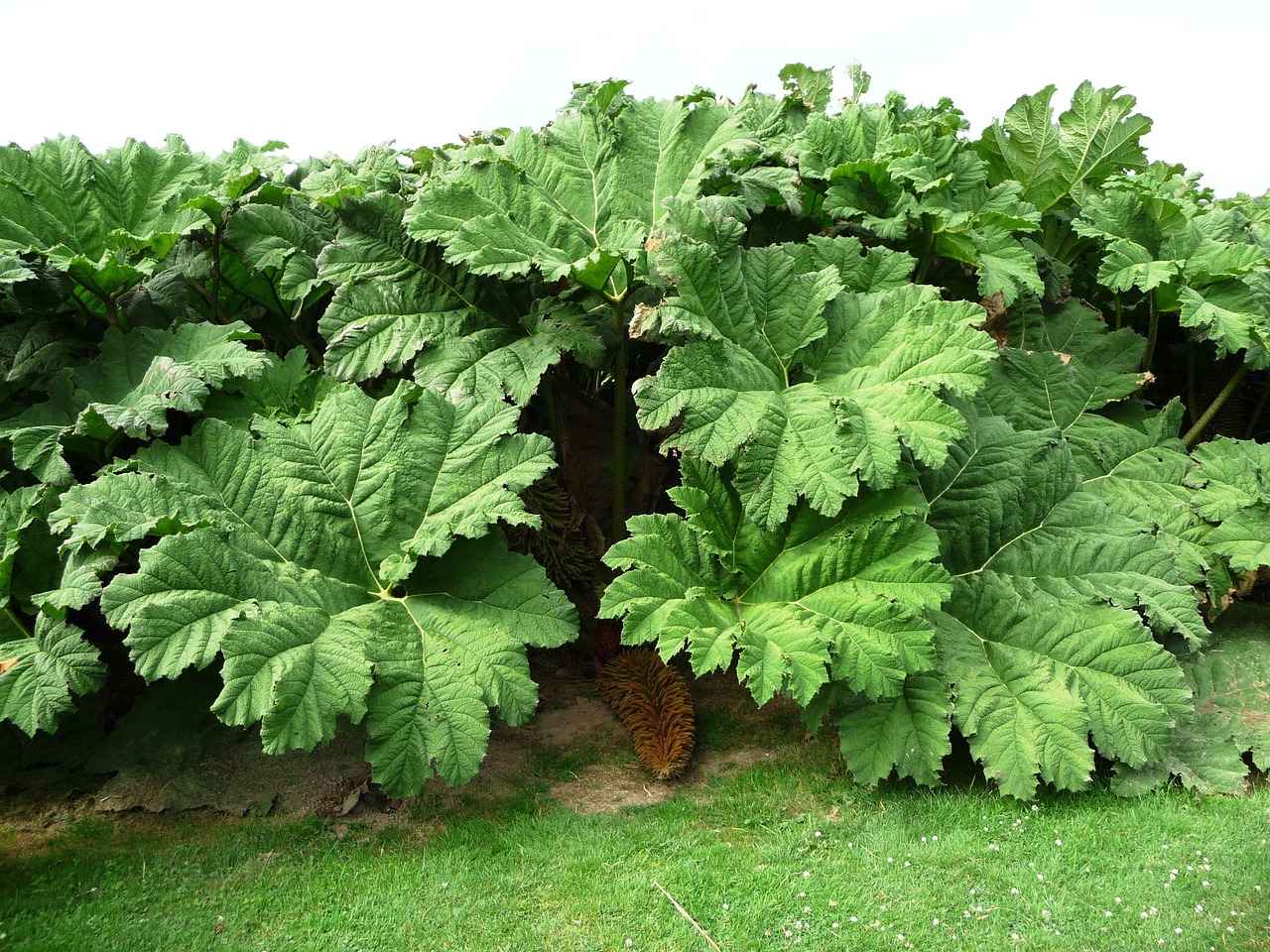 Future Outlook for Both Teams