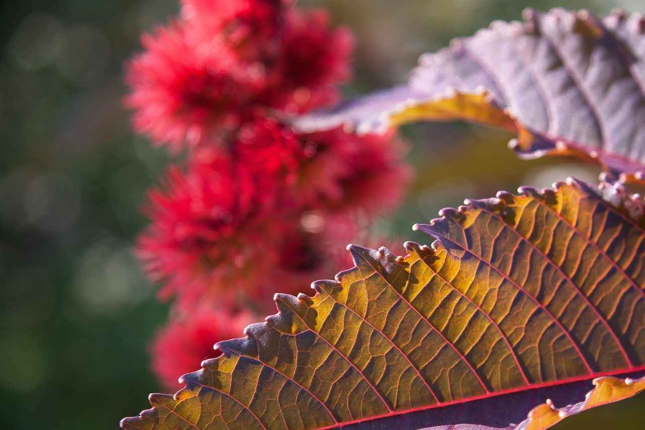 Key Player Performances