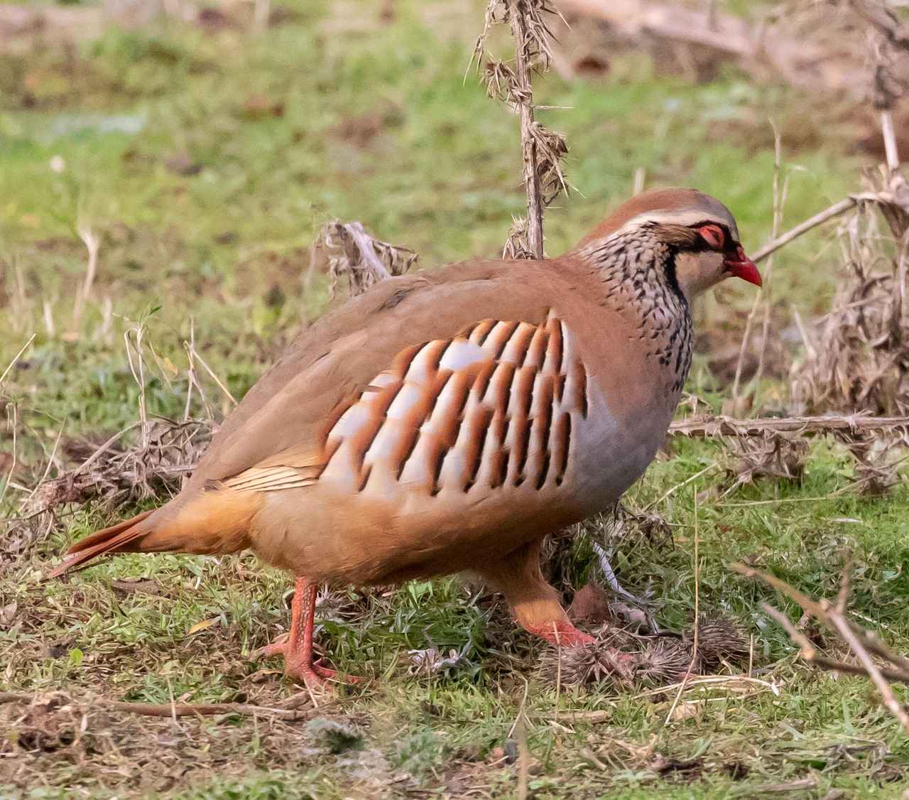 Defensive Strategies in Matchups