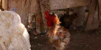 Los Gallos Taqueria: The Hidden Gem Foodies Can’t Stop Talking About Los Gallos Taqueria: The Hidden Gem Foodies Can't Stop Talking About