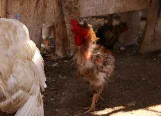 Los Gallos Taqueria: The Hidden Gem Foodies Can’t Stop Talking About Los Gallos Taqueria: The Hidden Gem Foodies Can't Stop Talking About