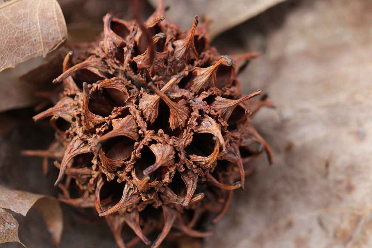 Lost Vape Ursa vs. Vaporesso Target: Best Pod Mods Compared 2 Key Features of the Lost Vape Ursa