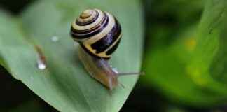 Loud House Rule 34 Internet Trend Sparking Ethical Debate Loud House Rule 34 Internet Trend Sparking Ethical Debate