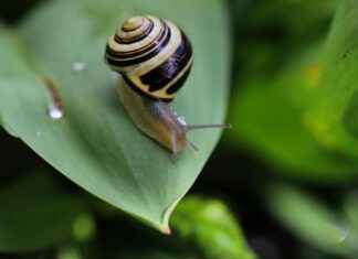 Loud House Rule 34 Internet Trend Sparking Ethical Debate Loud House Rule 34 Internet Trend Sparking Ethical Debate