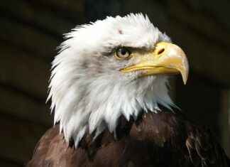 Low Height Bed Design Ideas for a Minimalistic and Cozy Bedroom Low Height Bed Design Ideas for a Minimalistic and Cozy Bedroom