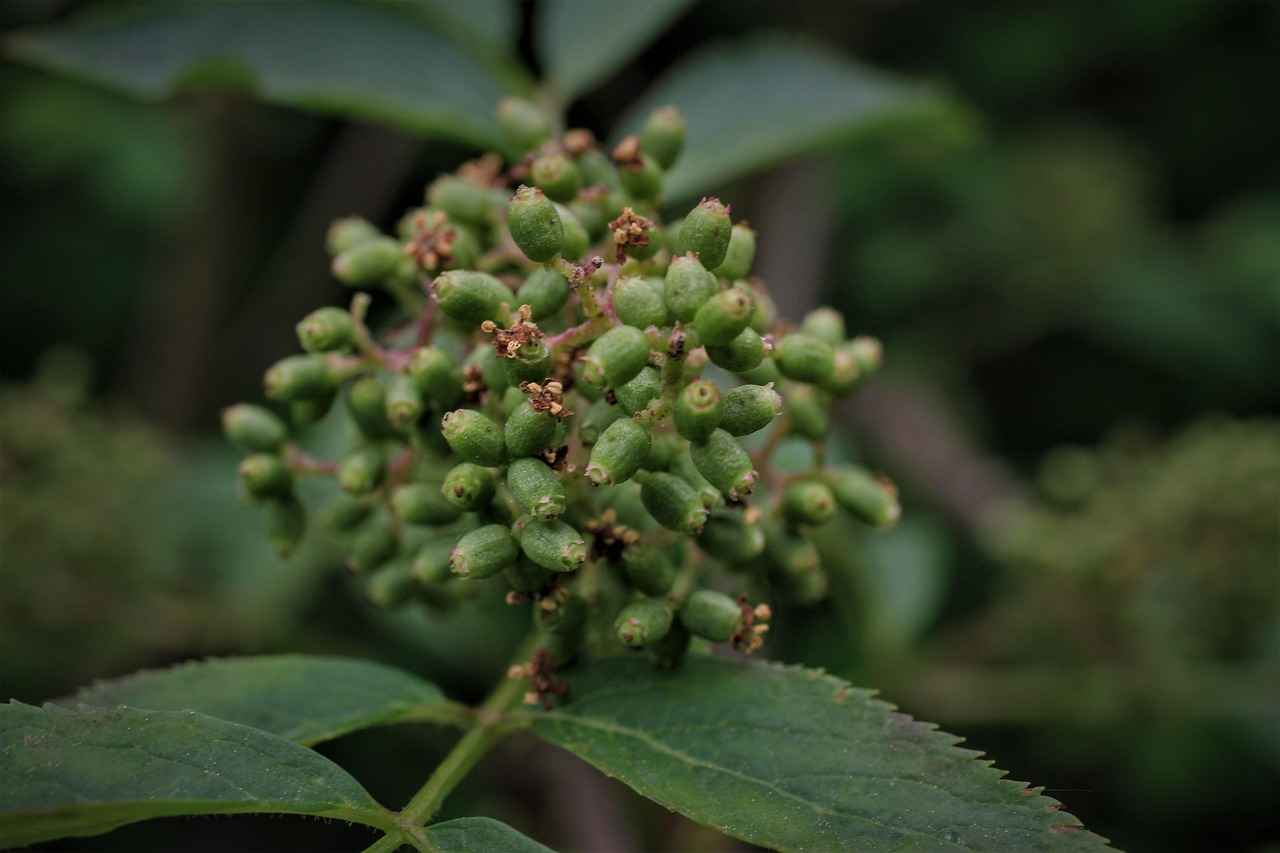 Magnetic Phone Holders for Your Car: The Ultimate Guide 7 Conclusion: Choosing the Right Magnetic Phone Holder