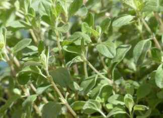 Mahavir Jayanti: Jain Celebrations and Events in NYC Mahavir Jayanti: Jain Celebrations and Events in NYC