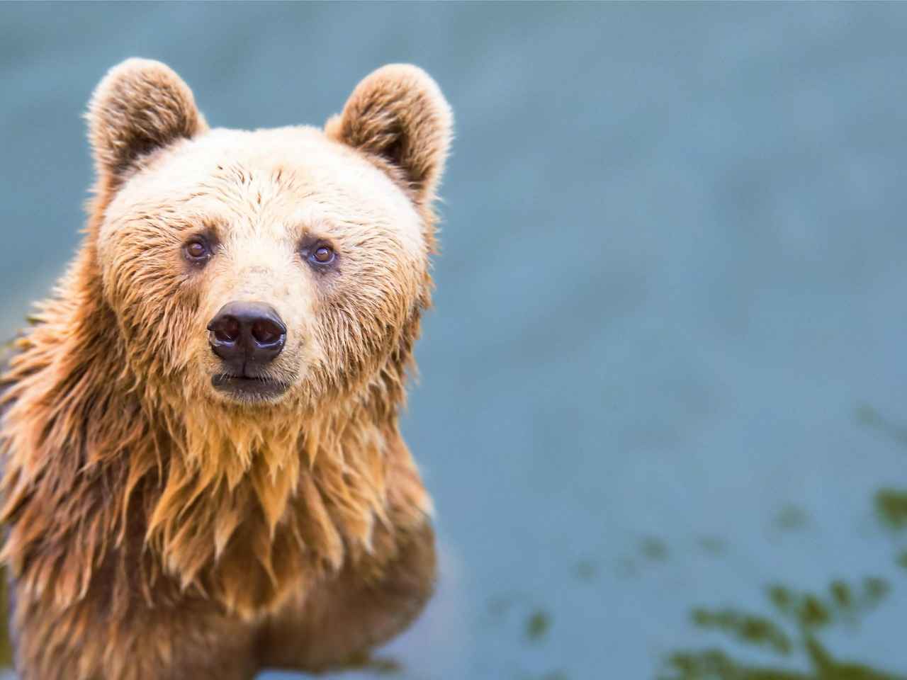 Memphis Grizzlies vs Golden State Warriors Match Player Stats 4 Key Players for the Warriors